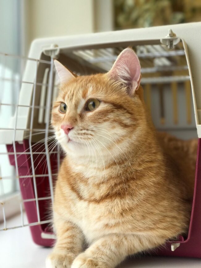 Communication. Oxford Cat Clinic, Botley & Marston.