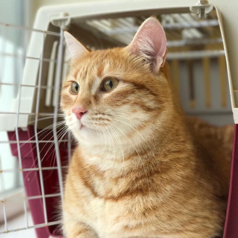 Communication. Communication. Oxford Cat Clinic, Botley & Marston.