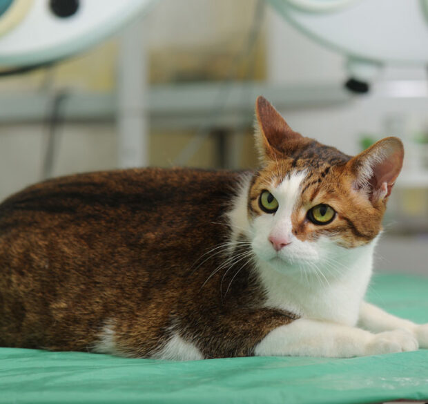 Six Month Health Check. Oxford Cat Clinic.