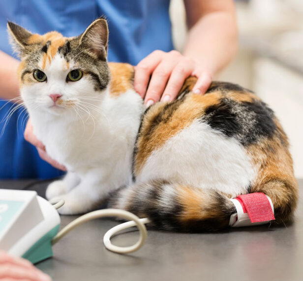 Cat's Whiskers Health Plan. Oxford Cat Clinic. Cat-only Vets in Oxford - Botley & Marston Clinics