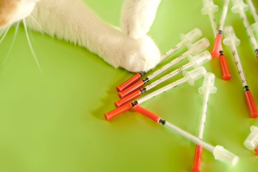 Diabetes Clinics for Cats. Oxford Cat Clinic
