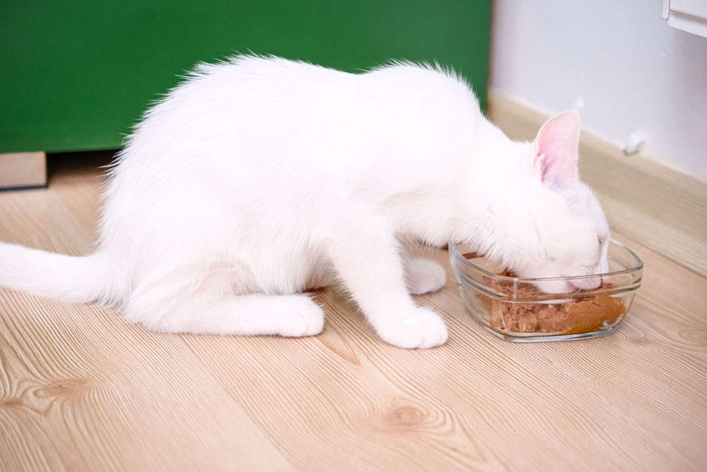 Diabetes Clinics for Cats. Oxford Cat Clinic