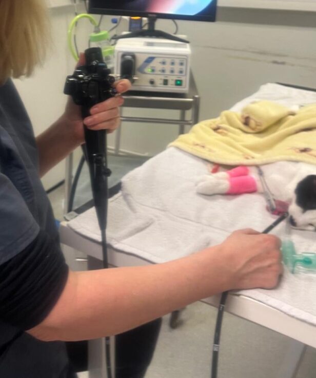 Endoscopy 2 Endoscopy 2