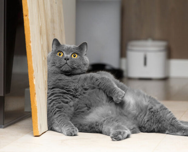 Slimming Club for Cats. Oxford Cat Clinic.