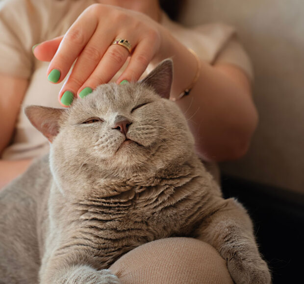 Urinary Wellness Clinic for Cats. Oxford Cat Clinic.