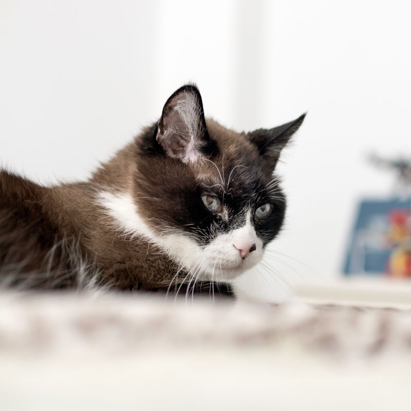 Silver Tails: Senior Cat Wellness Clinic. Oxford Cat Clinic.