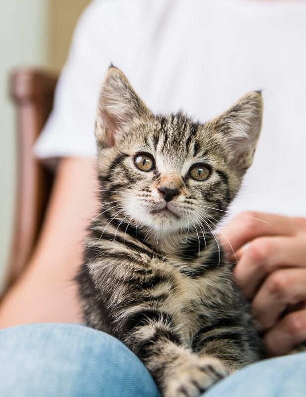 The Cat's Whiskers Health Plan. Oxford Cat Clinic. Cat-only Vets in Oxford - Botley & Marston Clinics