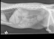 Digital X-Ray. Oxford Cat Clinic. Cat-only Vets in Oxford - Botley & Marston Clinics