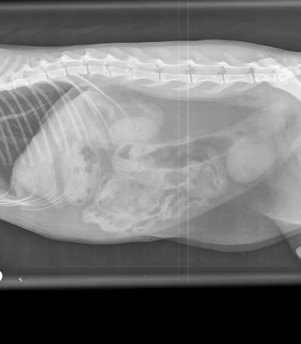 Digital X-Ray Digital X-Ray. Oxford Cat Clinic. Cat-only Vets in Oxford - Botley & Marston Clinics
