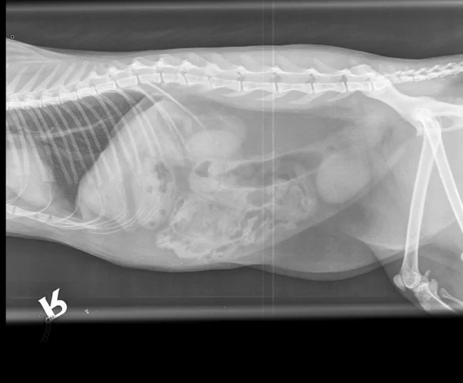Digital X-Ray. Oxford Cat Clinic. Cat-only Vets in Oxford - Botley & Marston Clinics