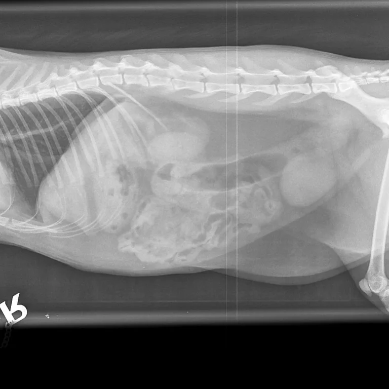 Digital X-Ray Digital X-Ray. Oxford Cat Clinic. Cat-only Vets in Oxford - Botley & Marston Clinics