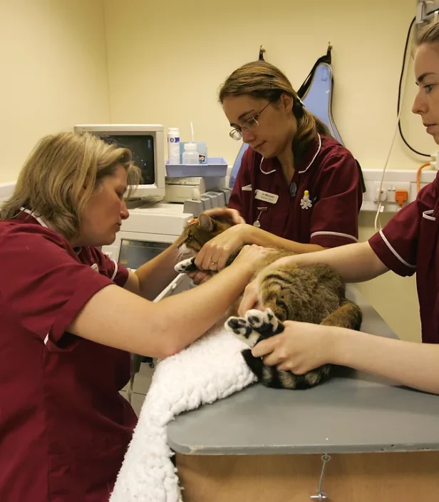 Ultrasound. Oxford Cat Clinic. Cat-only Vets in Oxford - Botley & Marston Clinics