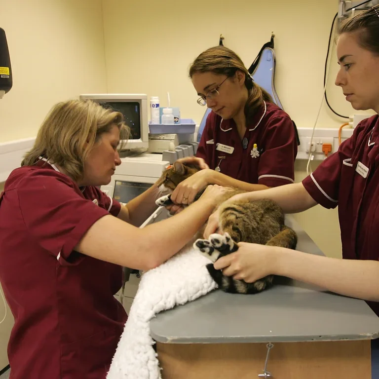 Ultrasound Ultrasound. Oxford Cat Clinic. Cat-only Vets in Oxford - Botley & Marston Clinics