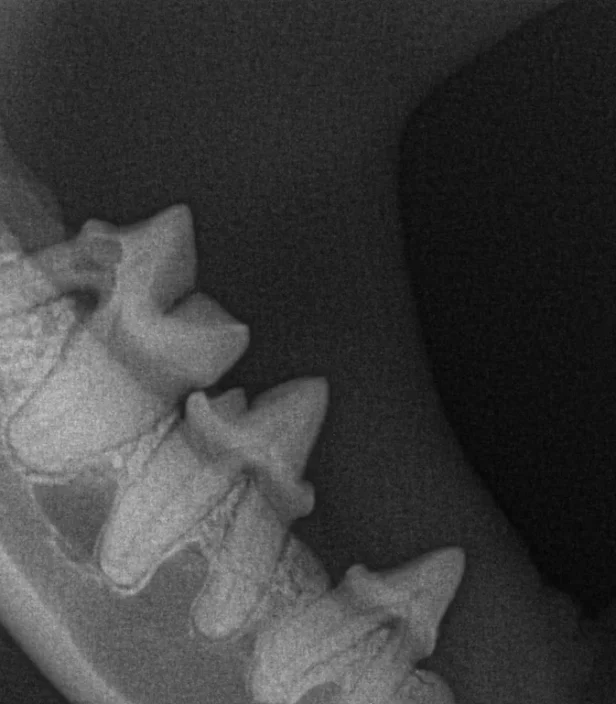 Digital Dental X-Ray for Cats. Oxford Cat Clinic. Cat-only Vets in Oxford - Botley & Marston Clinics