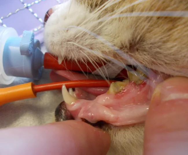 Endoscopy. Oxford Cat Clinic. Cat-only Vets in Oxford - Botley & Marston Clinics