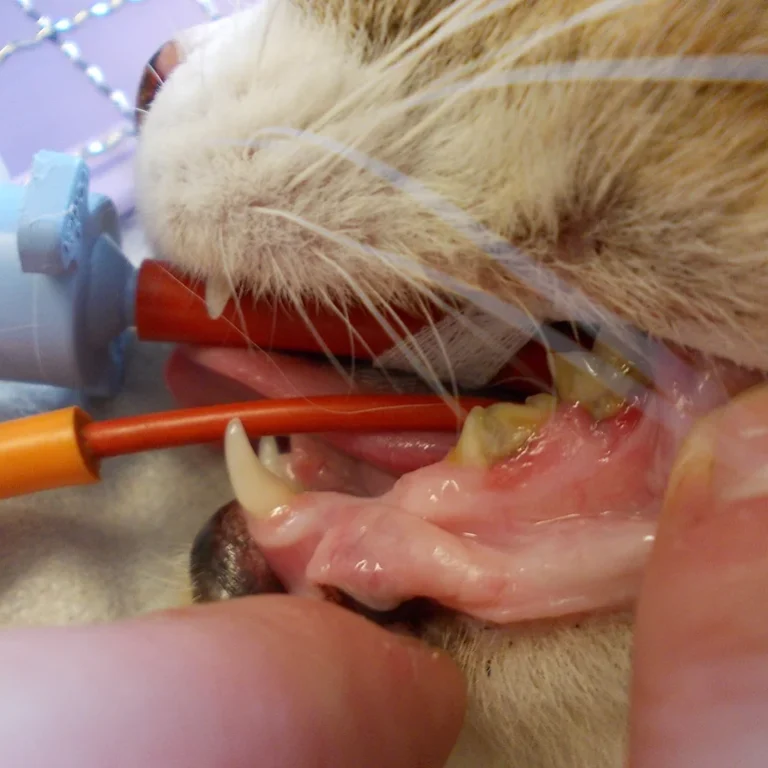 Endoscopy Endoscopy. Oxford Cat Clinic. Cat-only Vets in Oxford - Botley & Marston Clinics