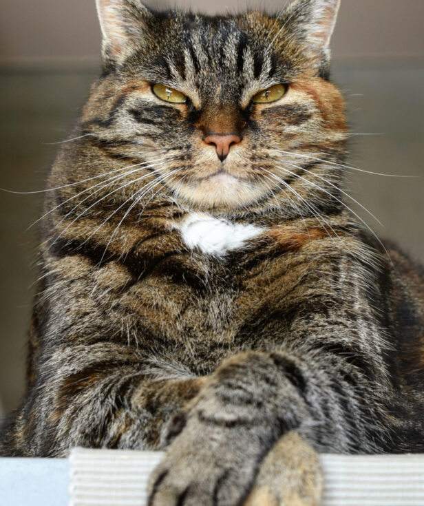 Cat Check-Ups. Oxford Cat Clinic, Botley & Marston. The Cat's Whiskers Health Plan.