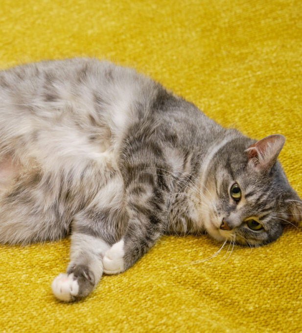 Cancellation Cat