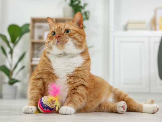 History Cat