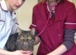 Oxford Cat Clinic. Cat-only Vets in Oxford - Botley & Marston Clinics