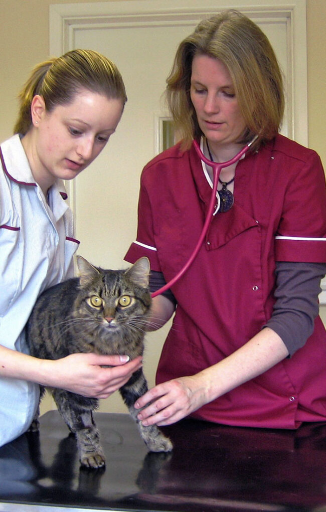 Oxford Cat Clinic. Cat-only Vets in Oxford - Botley & Marston Clinics