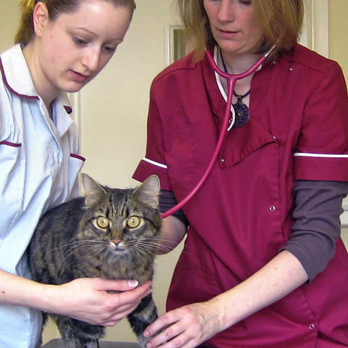 Oxford Cat Clinic. Cat-only Vets in Oxford - Botley & Marston Clinics
