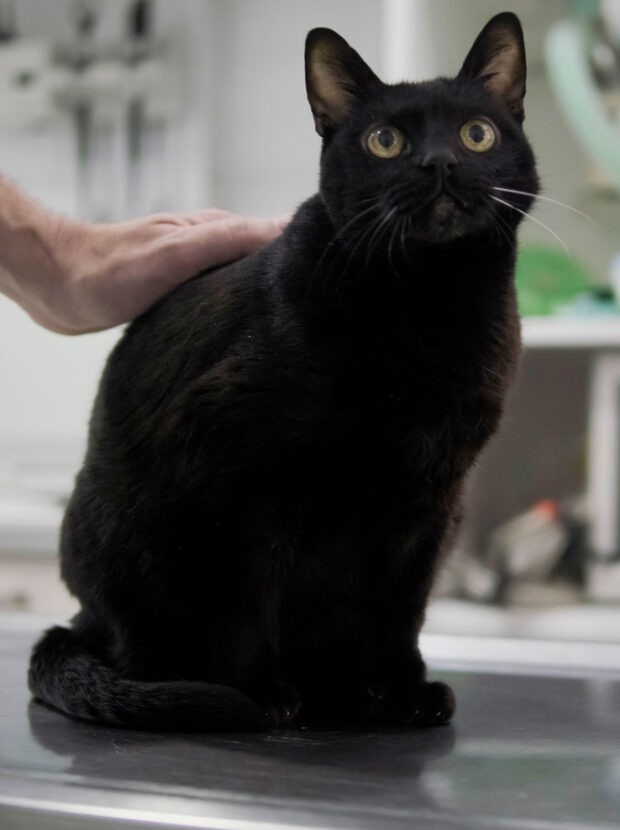 Update Cat