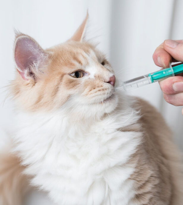 medication cat