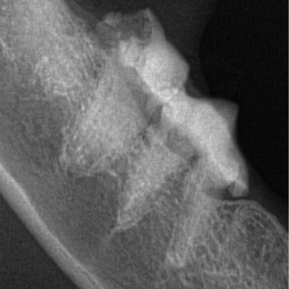 Dental Disease in Cats. Oxford Cat Clinic.