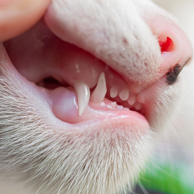 DentalDiseaseInCats Dental Disease in Cats. Oxford Cat Clinic.