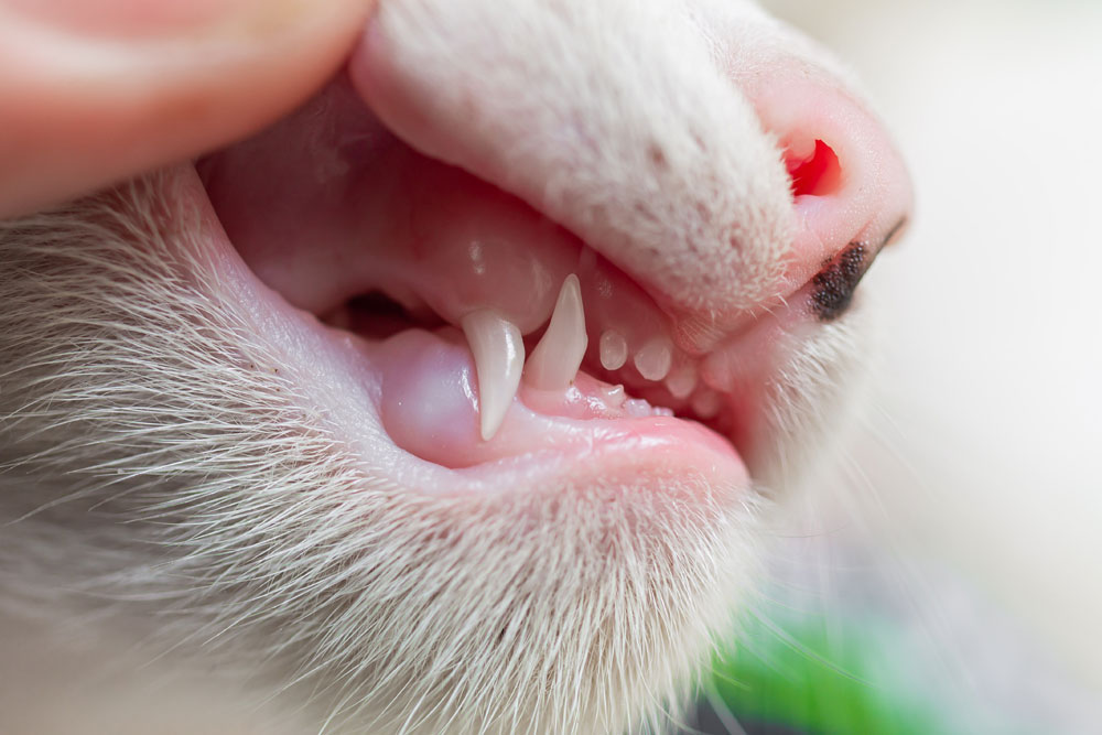 Dental Disease in Cats. Oxford Cat Clinic.