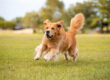 Dog Life Stages - How to look after your Adult Dog. Oxford Vet Clinic.