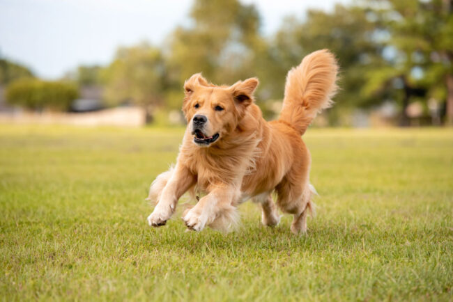 Dog Life Stages - How to look after your Adult Dog. Oxford Vet Clinic.