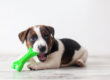 Dog Life Stages - How to look after your Puppy. Oxford Vet Clinic.