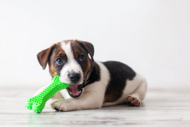 Dog Life Stages - How to look after your Puppy. Oxford Vet Clinic.