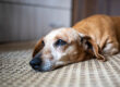Dog Life Stages - How to look after your Senior Dog. Oxford Vet Clinic.