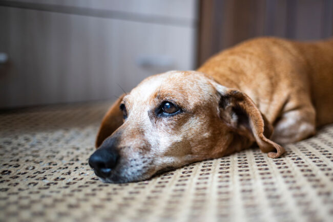 Dog Life Stages - How to look after your Senior Dog. Oxford Vet Clinic.