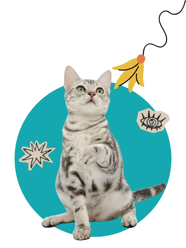 Oxford Vet Clinic: Cute tabby cat playing