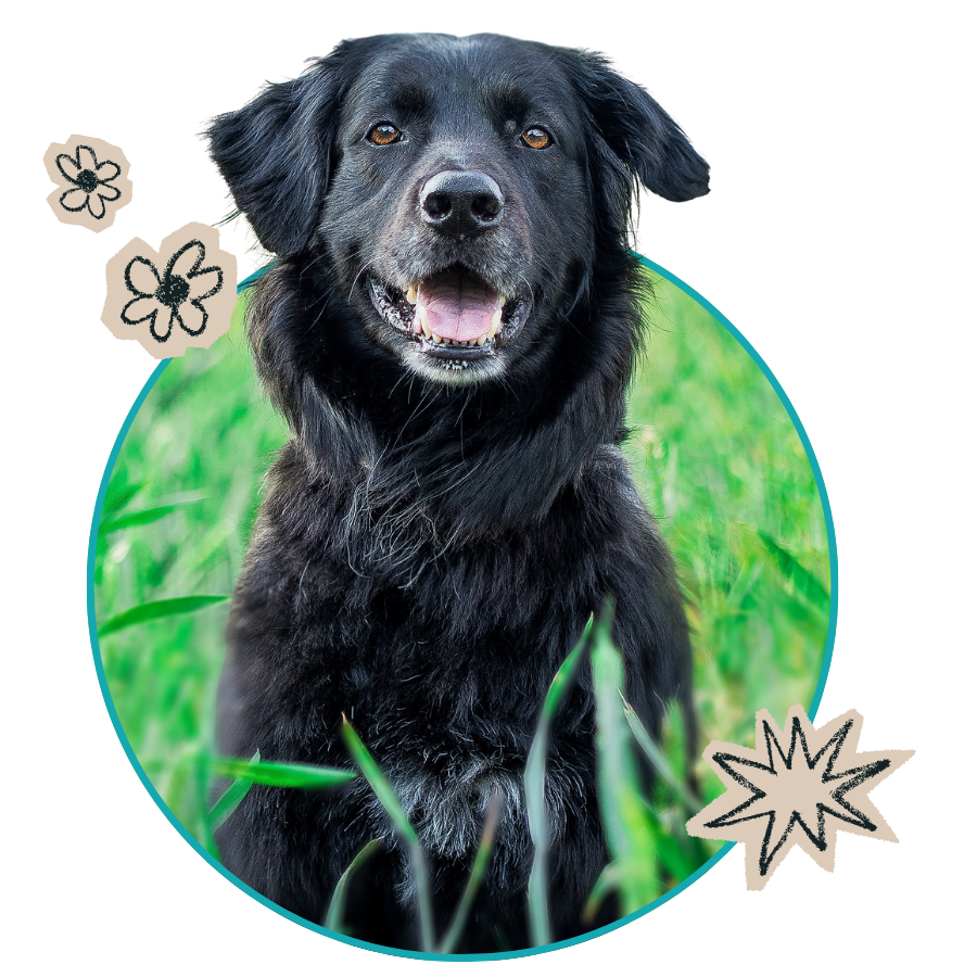 Oxford Vet Clinic: Happy dog