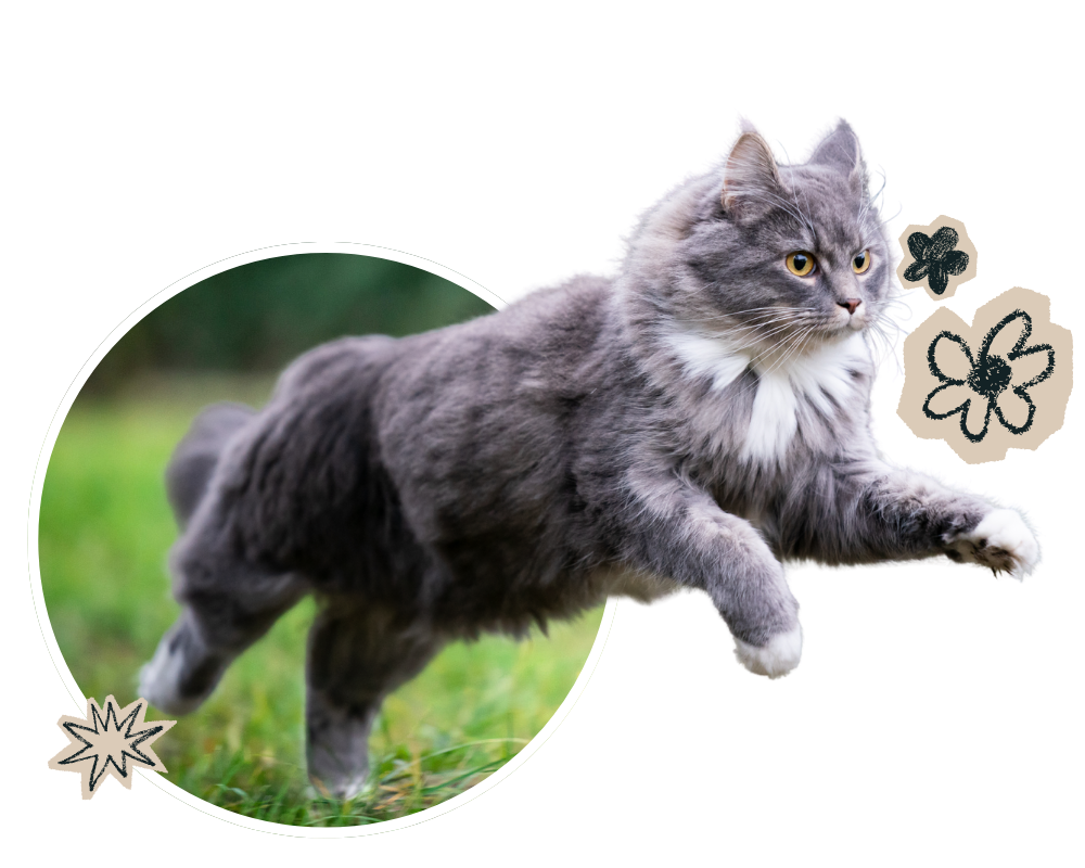 Oxford Vet Clinic: Cute cat running
