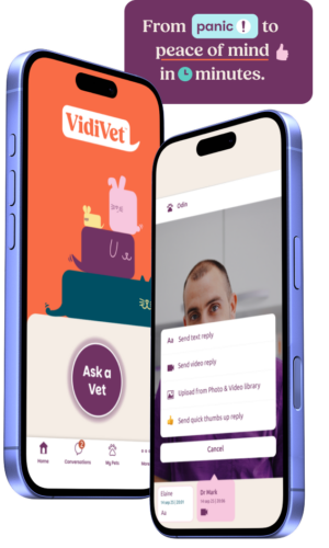 vidivet_-_duel_screen_app_promo (1)